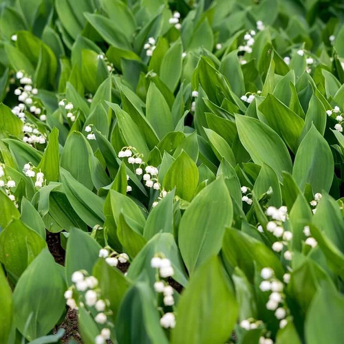 Convallaria majalis muguet - convallaria,