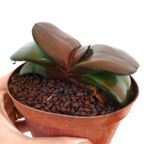 Gasteria pillansii - , cv