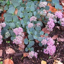 Sedum sieboldii orpin - orpin, de