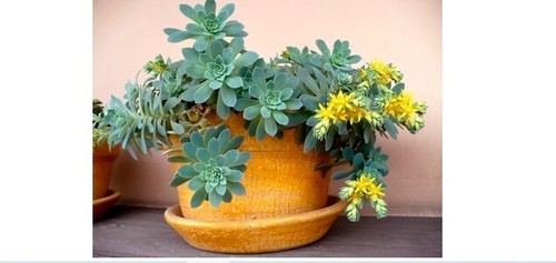 Plants sedum palmeri - 3,