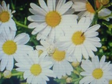 1000 Graines de Pâquerettes