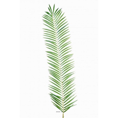 Feuille palmier cycas - feuille,