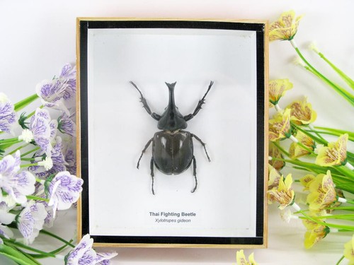 Thai figthing beetle - beetle,