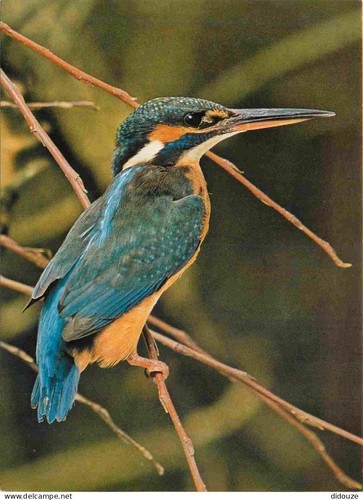 Carte postale animaux - carte,