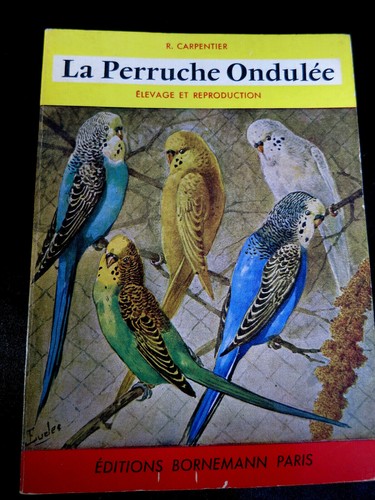 Oiseaux perruche ondulée - oiseaux, !