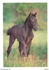 Animaux - Chevaux - Cheval de