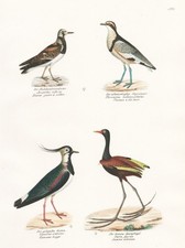 Kiebitz Lapwing Pluvier Oiseau Oiseaux Lithographie Brodtmann 1830