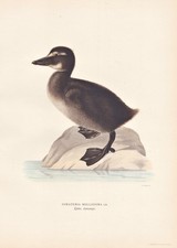 Eiderente Eider Canard