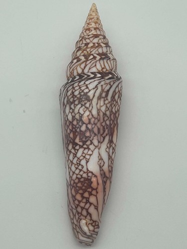 Conus milneedwardsi geant