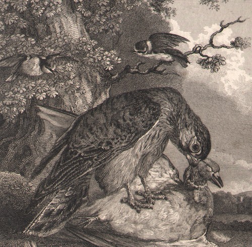 1820 belle gravure faucon - 1820,