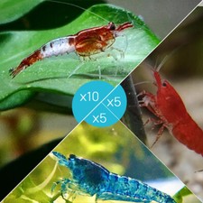 Lot de 20 Crevettes : 10 Rili Sakura Rouge + 5 Bloody Mary + 5 Bleue - lebonaqua