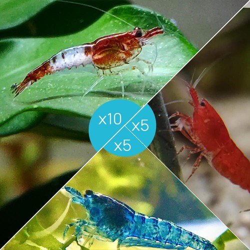 Lot crevettes 10 rili - crevettes,