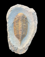 Rare Mucronaspis Zagoraensis