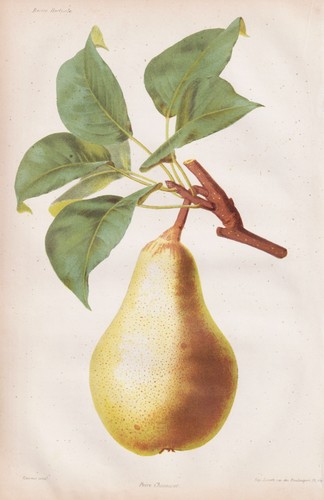 Birne pear poire fruits - pear,