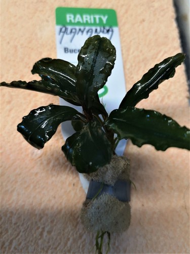Bucephalandra alamanda dark - bucephalandra,