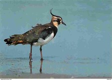 Animaux - Oiseaux - Vanneau Huppé - CPM - Voir Scans Recto-Verso