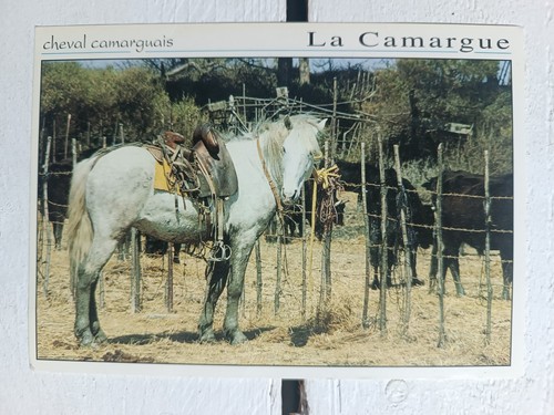 Carte postale camargue - postale, la