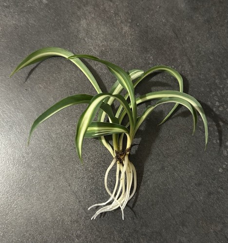Bouture chlorophytum panaché - bouture,