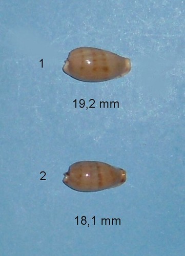 Cypraea rabaulensis - ,