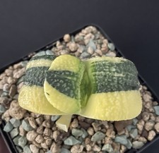 BIG! Gasteria Armstrongii