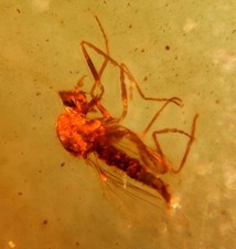Insectes dans l'ambre du cénomanien de Birmanie (99 millions d'années).