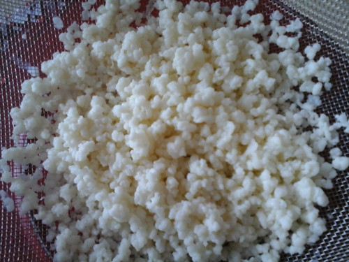 Grains kéfir lait - de, bio