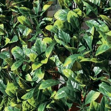 Haie Synthétique Sur Filet De