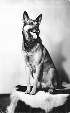 CP NOIR BLANC CHIEN BERGER ALLEMAND - 55251