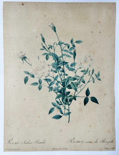 Redoute pierre joseph - pierre,