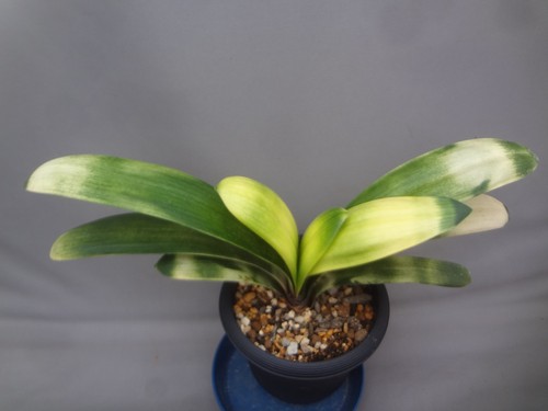 Clivia miniata light of - clivia,