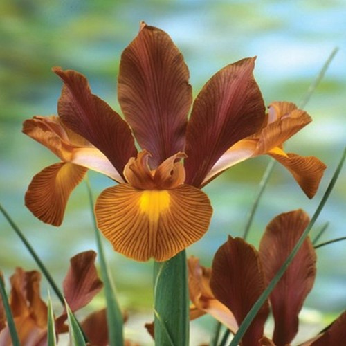 Bulbes iris hollandais - bulbes,