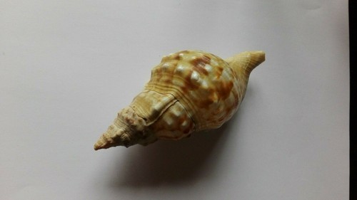 Coquillage genre lyria - coquillage,