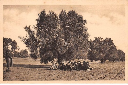 Tunisie san26987 ramassage - -,
