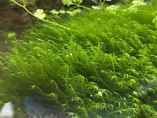 mousse aquarium Fissidens Fontanus ( Phœnix Moss)