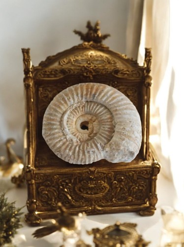 Ammonite fossile jurassique - ammonite,