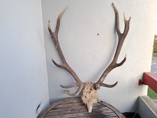 Massacre de cerf élaphe ; Cervus elaphus 12 cors irréguliers #N2