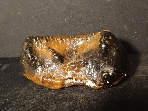 Dent deinotherium miocène - dent,