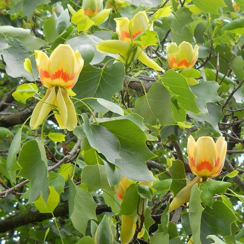 Liriodendron tulipifera - ,