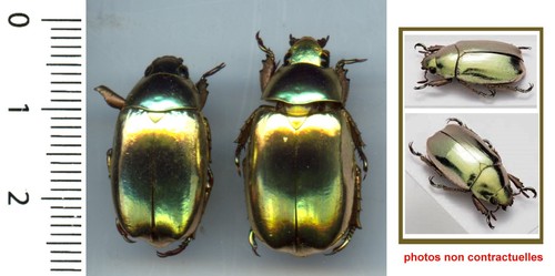 Rutelidae couple - (rare),