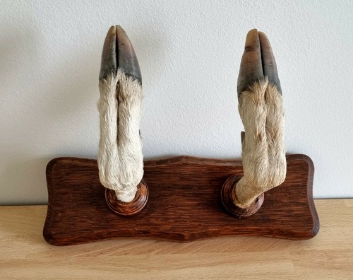 Taxidermie ancien trophée - , de
