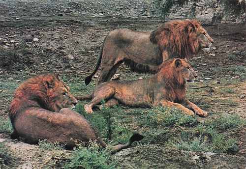 Peaugres safari parc - peaugres,