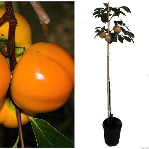Vanille pomme kaki - vanille,