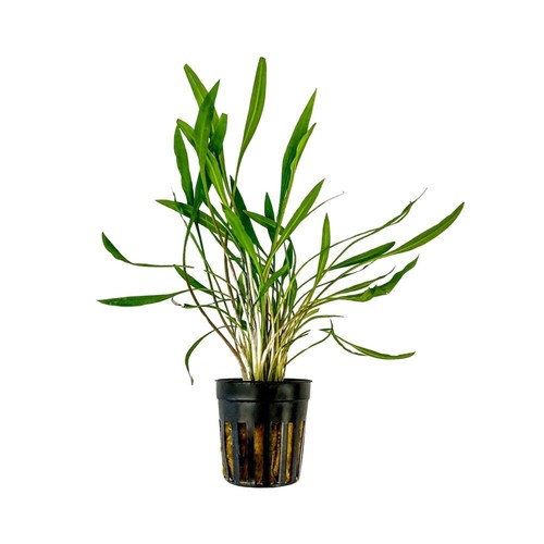 Aquarium plante cryptocoryne - plante,