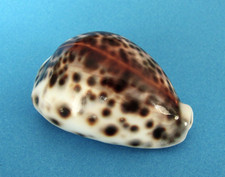 Cypraea Tigris 68,5 mm f+++