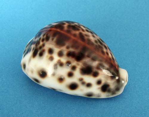 Cypraea tigris - , mm