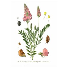 Sainfoin cultivé onobrychis - cultivé, (onobrychis