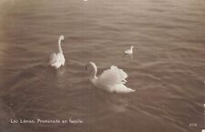 CP LAC LEMAN PROMENADE EN FAMILLE - CYGNES - 20360