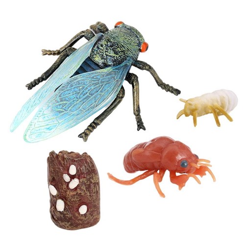 Insectes cigale lore - insectes,