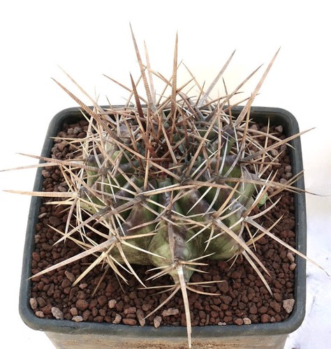 Echinocactus ingens 8833 - ,