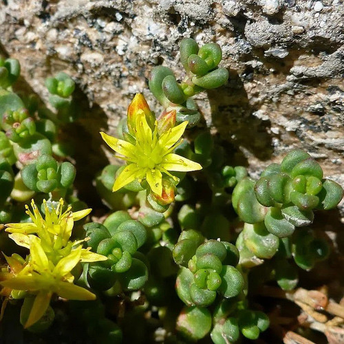 Sedum divergens orpin - sedum,
